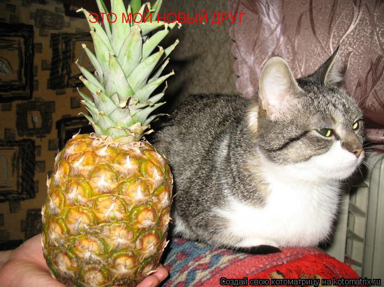 ЭТО МОЙ НОВЫЙ ДРУГ... Котоматрица: ЭТО МОЙ НОВЫЙ ДРУГ
