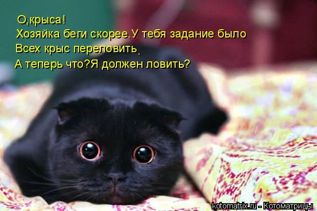 О,крыса! Всех крыс переловить . А теперь что?Я должен ловить? Хозяйка беги скорее.У тебя задание было... Котоматрица: О,крыса! Всех крыс переловить . А теперь что?Я должен ловить? Хозяйка беги скорее.У тебя задание было
