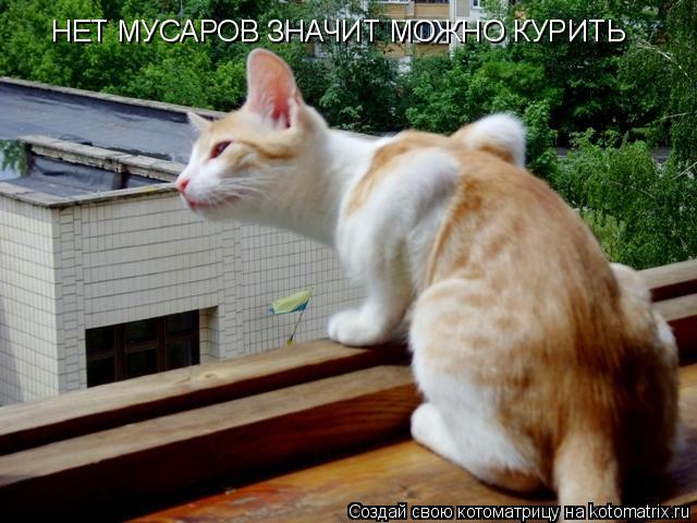НЕТ МУСАРОВ ЗНАЧИТ МОЖНО КУРИТЬ... Котоматрица: НЕТ МУСАРОВ ЗНАЧИТ МОЖНО КУРИТЬ