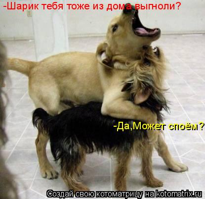 -Шарик тебя тоже из дома выгноли? -Да,Может споём?... Котоматрица: -Шарик тебя тоже из дома выгноли? -Да,Может споём?