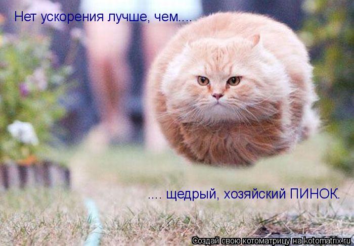 Нет ускорения лучше, чем.... .... щедрый, хозяйский ПИНОК.... Котоматрица: Нет ускорения лучше, чем.... .... щедрый, хозяйский ПИНОК.