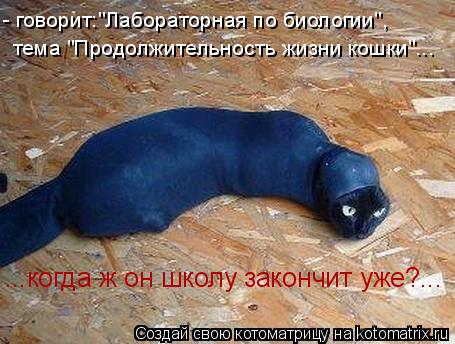 - говорит:"Лабораторная по биологии", тема "Продолжительность жизни кошки"... ...когда ж он школу зак... Котоматрица: - говорит:"Лабораторная по биологии", тема "Продолжительность жизни кошки"... ...когда ж он школу закончит уже?...