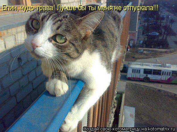Блин, чудо-трава! Лучше бы ты меня не отпускала!!!... Котоматрица: Блин, чудо-трава! Лучше бы ты меня не отпускала!!!