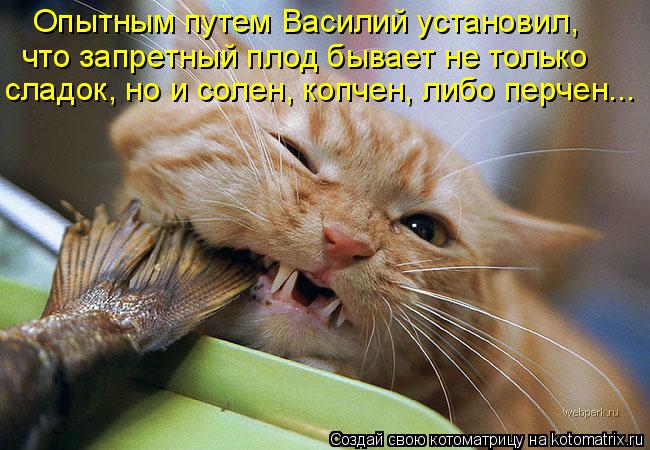 Опытным путем Василий установил, что запретный плод бывает не только сладок, но и солен, копчен, либо... Котоматрица: Опытным путем Василий установил, что запретный плод бывает не только сладок, но и солен, копчен, либо перчен...