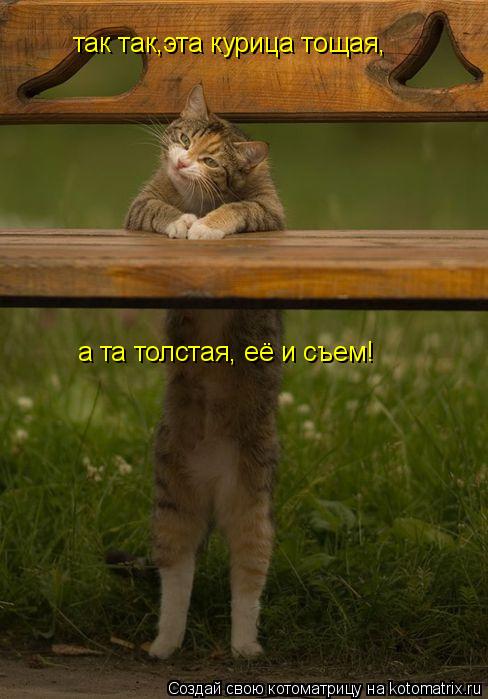 так так,эта курица тощая, а та толстая, её и съем!... Котоматрица: так так,эта курица тощая, а та толстая, её и съем!