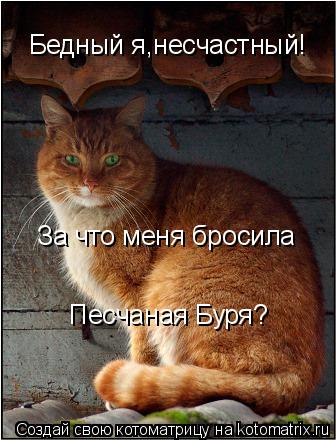 Бедный я,несчастный! За что меня бросила Песчаная Буря?... Котоматрица: Бедный я,несчастный! За что меня бросила Песчаная Буря?