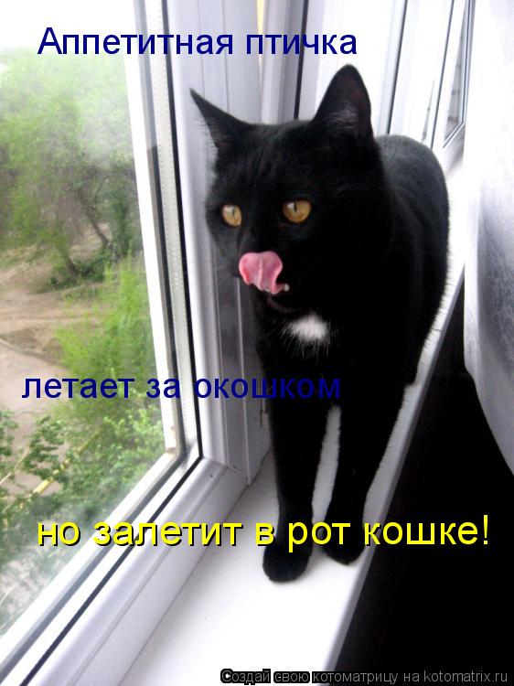 летает за окошком Аппетитная птичка но залетит в рот кошке!... Котоматрица: летает за окошком Аппетитная птичка но залетит в рот кошке!