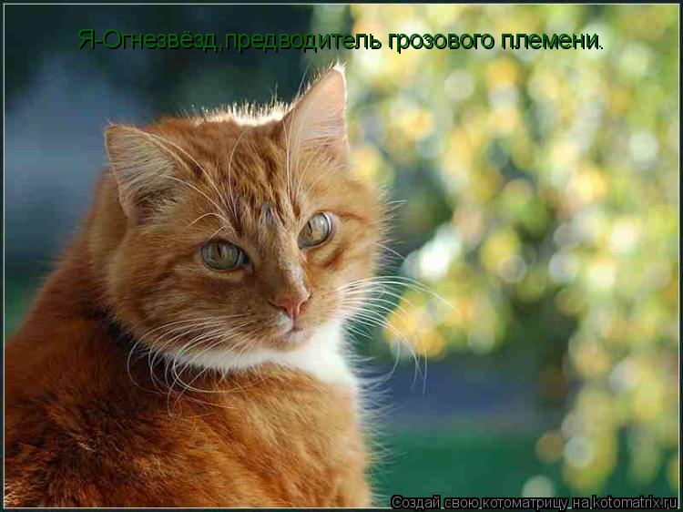 Я-Огнезвёзд,предводитель грозового племени.... Котоматрица: Я-Огнезвёзд,предводитель грозового племени.
