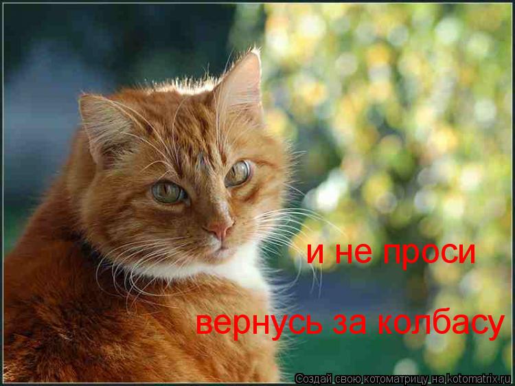 вернусь за колбасу и не проси... Котоматрица: вернусь за колбасу и не проси