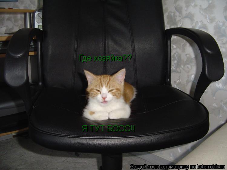 Где хозяйка?? Я ТУТ БОСС!!... Котоматрица: Где хозяйка?? Я ТУТ БОСС!!