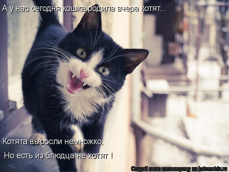 А у нас сегодня кошка родила вчера котят... Котята выросли немножко, Но есть из блюдца не хотят !... Котоматрица: А у нас сегодня кошка родила вчера котят... Котята выросли немножко, Но есть из блюдца не хотят !