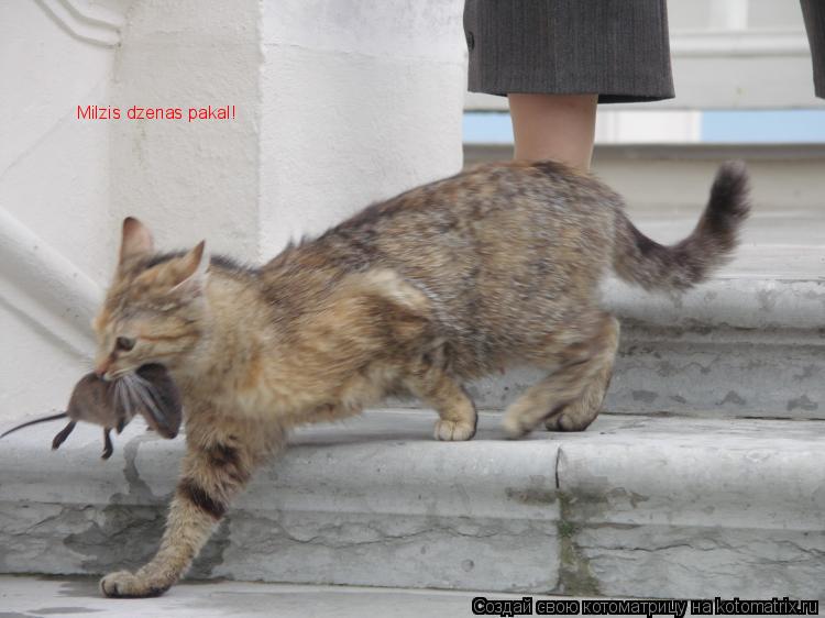 Milzis dzenas pakal!... Котоматрица: Milzis dzenas pakal!