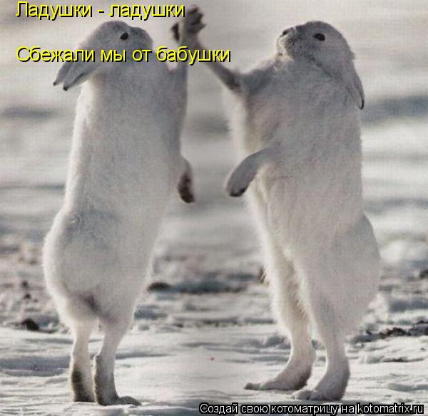 Ладушки - ладушки Сбежали мы от бабушки... Котоматрица: Ладушки - ладушки Сбежали мы от бабушки
