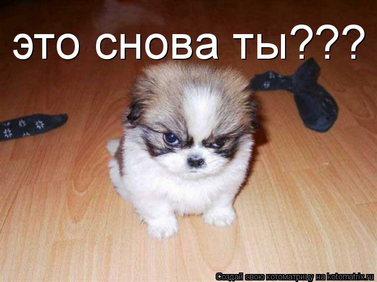 это снова ты???... Котоматрица: это снова ты???