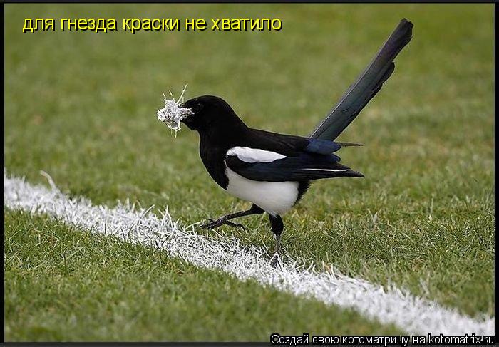 для гнезда краски не хватило... Котоматрица: для гнезда краски не хватило