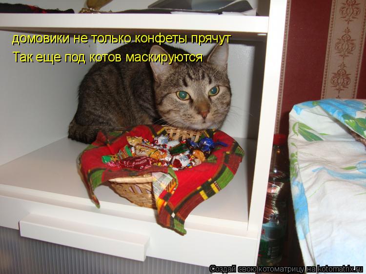 Котоматрица: домовики не только конфеты прячут Так еще под котов маскируются