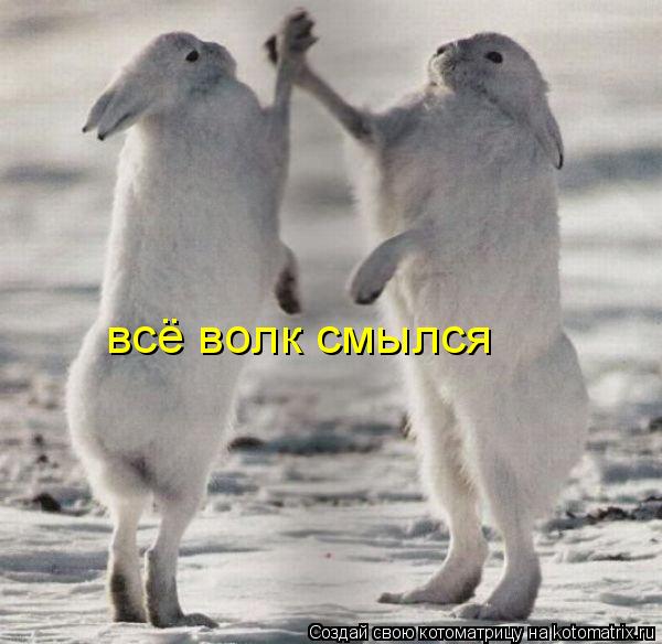 Котоматрица: всё волк смылся