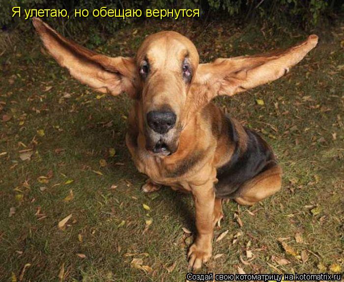Котоматрица: Я улетаю, но обещаю вернутся