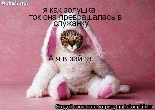 Котоматрица: я как золушка ток она преврашалась в служанку А я в зайца