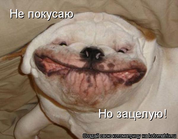 Котоматрица: Не покусаю Но зацелую!