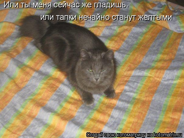 Или ты меня сейчас же гладишь , или тапки нечайно станут желтыми... Котоматрица: Или ты меня сейчас же гладишь , или тапки нечайно станут желтыми