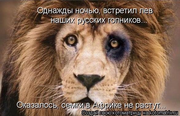 Однажды ночью, встретил лев наших русских гопников... Оказалось, семки в Африке не растут...... Котоматрица: Однажды ночью, встретил лев наших русских гопников... Оказалось, семки в Африке не растут...
