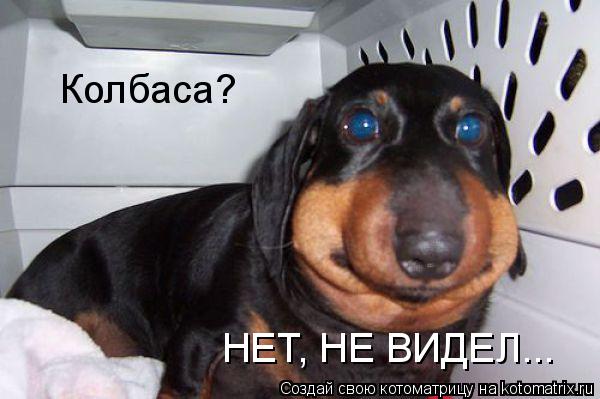 Колбаса? НЕТ, НЕ ВИДЕЛ...... Котоматрица: Колбаса? НЕТ, НЕ ВИДЕЛ...