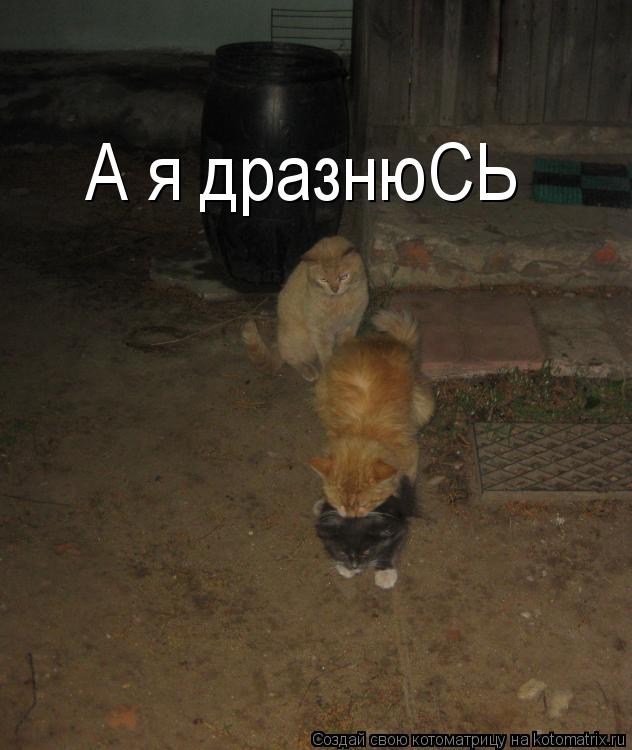 А я дразнюСЬ... Котоматрица: А я дразнюСЬ