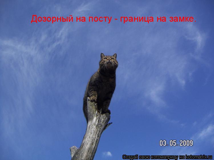 Дозорный на посту - граница на замке.... Котоматрица: Дозорный на посту - граница на замке.