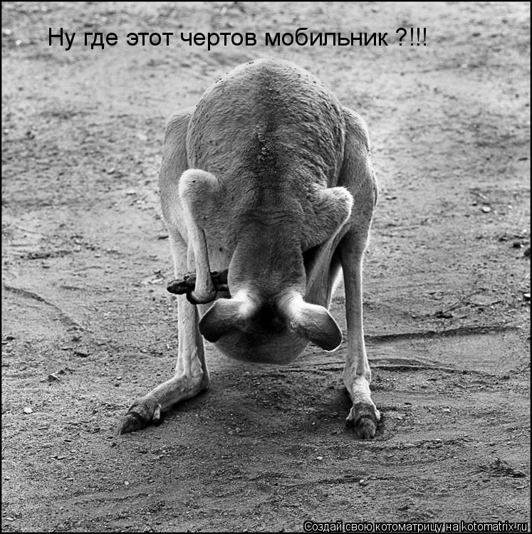 Ну где этот чертов мобильник ?!!!... Котоматрица: Ну где этот чертов мобильник ?!!!