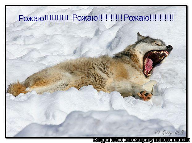 Рожаю!!!!!!!!!! Рожаю!!!!!!!!!! Рожаю!!!!!!!!!!... Котоматрица: Рожаю!!!!!!!!!! Рожаю!!!!!!!!!! Рожаю!!!!!!!!!!