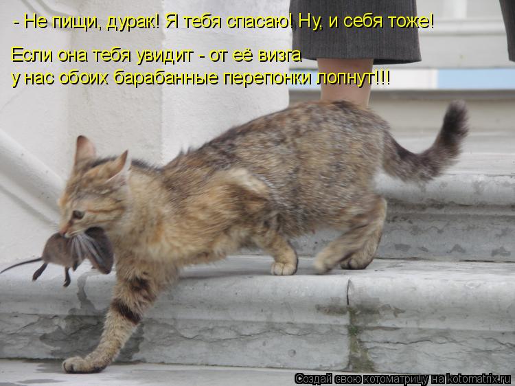 Если она тебя увидит - от её визга у нас обоих барабанные перепонки лопнут!!! - Не пищи, дурак! Я теб... Котоматрица: Если она тебя увидит - от её визга у нас обоих барабанные перепонки лопнут!!! - Не пищи, дурак! Я тебя спасаю! Ну, и себя тоже!