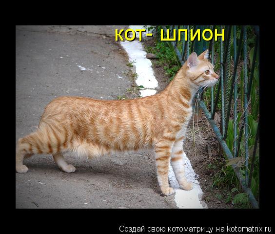 кот- шпион... Котоматрица: кот- шпион