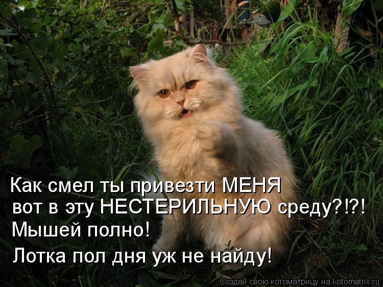 Котоматрица: вот в эту НЕСТЕРИЛЬНУЮ среду?!?! Мышей полно!  Лотка пол дня уж не найду! Как смел ты привезти МЕНЯ