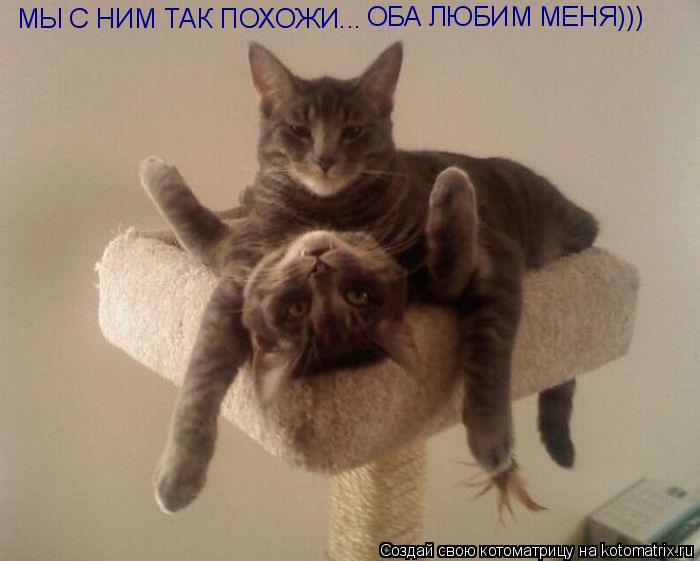 МЫ С НИМ ТАК ПОХОЖИ... ОБА ЛЮБИМ МЕНЯ)))... Котоматрица: МЫ С НИМ ТАК ПОХОЖИ... ОБА ЛЮБИМ МЕНЯ)))