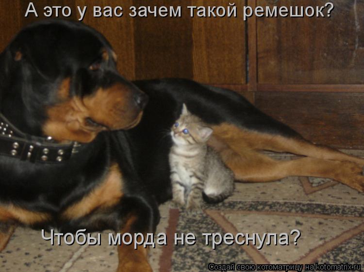 А это у вас зачем такой ремешок? Чтобы морда не треснула?... Котоматрица: А это у вас зачем такой ремешок? Чтобы морда не треснула?
