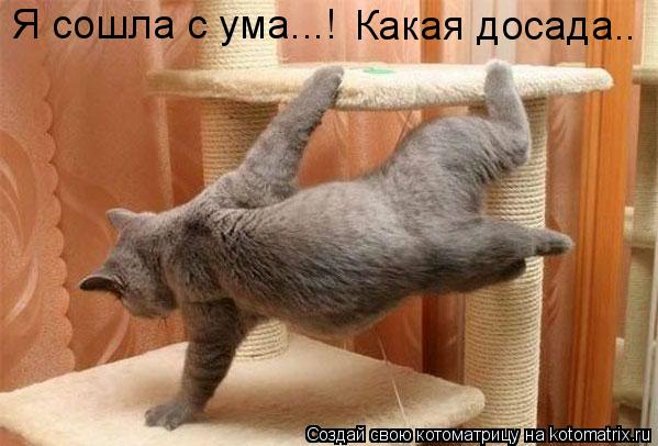 Я сошла с ума...! Какая досада..... Котоматрица: Я сошла с ума...! Какая досада..