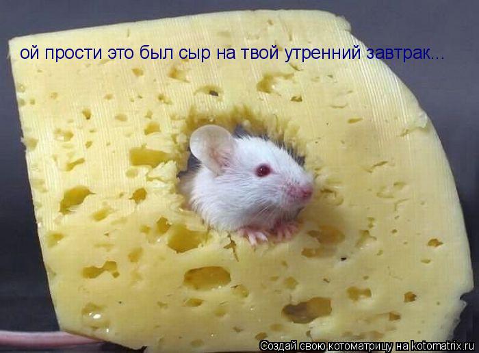 ой прости это был сыр на твой утренний завтрак...... Котоматрица: ой прости это был сыр на твой утренний завтрак...