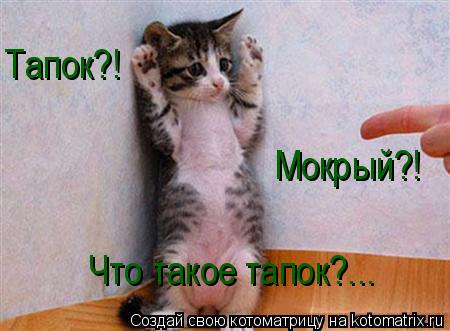 Тапок?! Мокрый?! Что такое тапок?...... Котоматрица: Тапок?! Мокрый?! Что такое тапок?...