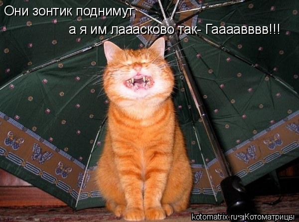 Они зонтик поднимут, а я им лааасково так- Гаааавввв!!!... Котоматрица: Они зонтик поднимут, а я им лааасково так- Гаааавввв!!!