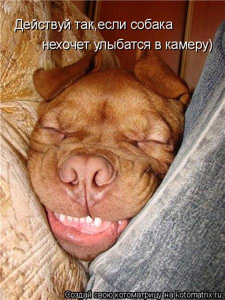 Действуй так,если собака нехочет улыбатся в камеру)... Котоматрица: Действуй так,если собака нехочет улыбатся в камеру)