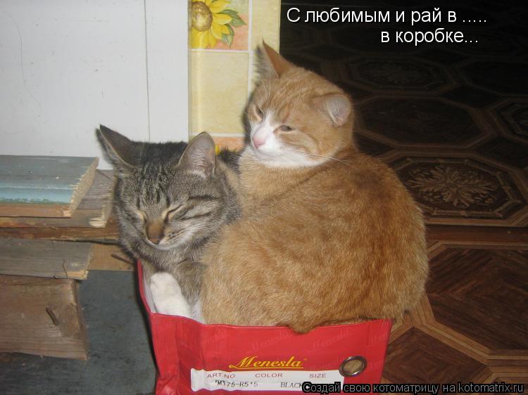 С любимым и рай в ..... в коробке...... Котоматрица: С любимым и рай в ..... в коробке...
