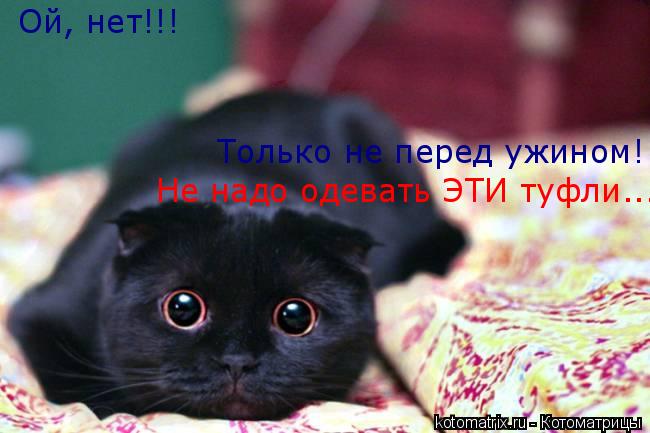 Ой, нет!!! Только не перед ужином! Не надо одевать ЭТИ туфли...... Котоматрица: Ой, нет!!! Только не перед ужином! Не надо одевать ЭТИ туфли...