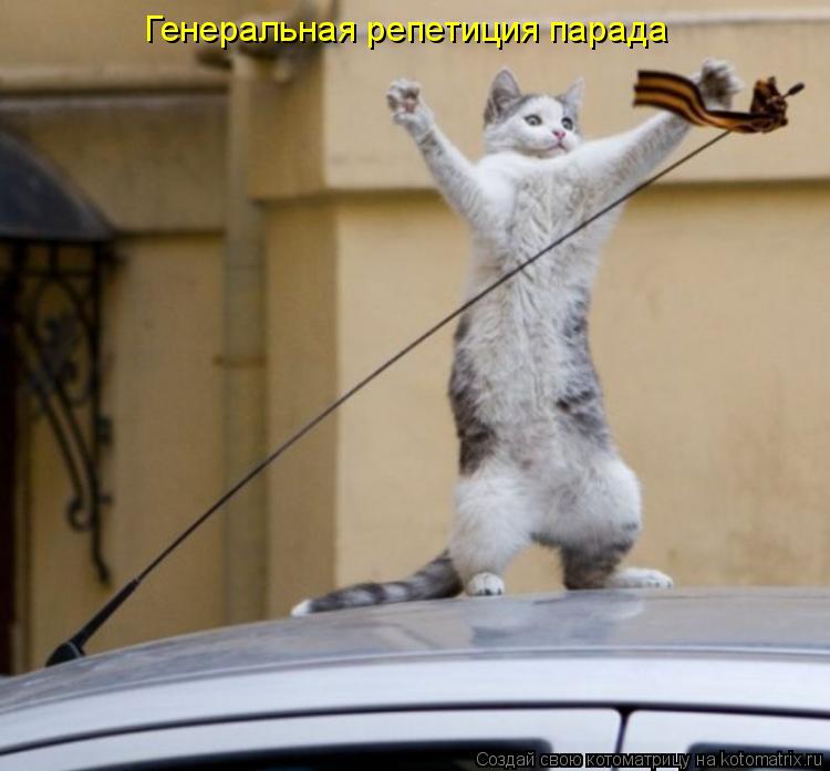 Генеральная репетиция парада... Котоматрица: Генеральная репетиция парада
