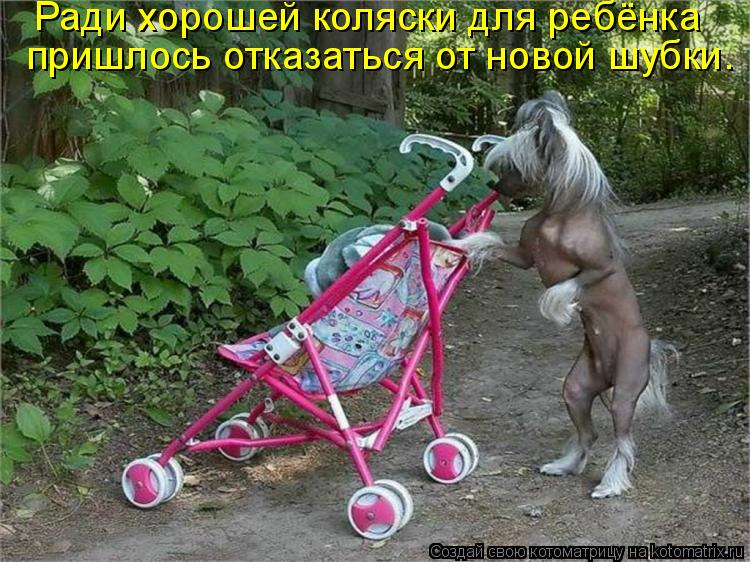 Ради хорошей коляски для ребёнка пришлось отказаться от новой шубки.... Котоматрица: Ради хорошей коляски для ребёнка пришлось отказаться от новой шубки.