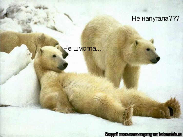 Не напугала??? Не шмогла....... Котоматрица: Не напугала??? Не шмогла....