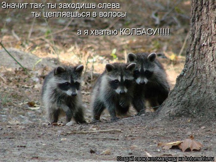 Значит так- ты заходишь слева ты цепляешься в волосы а я хватаю КОЛБАСУ!!!!!... Котоматрица: Значит так- ты заходишь слева ты цепляешься в волосы а я хватаю КОЛБАСУ!!!!!