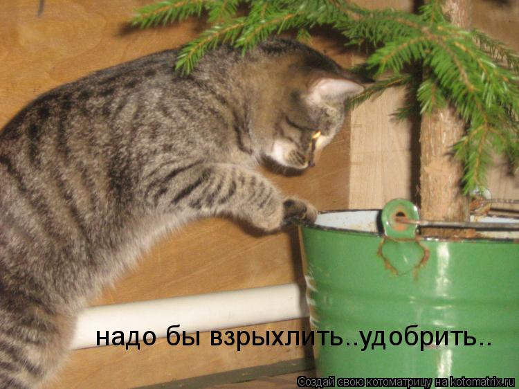 надо бы взрыхлить..удобрить..... Котоматрица: надо бы взрыхлить..удобрить..