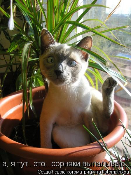 а, я тут...это...сорняки выпалываю...... Котоматрица: а, я тут...это...сорняки выпалываю...