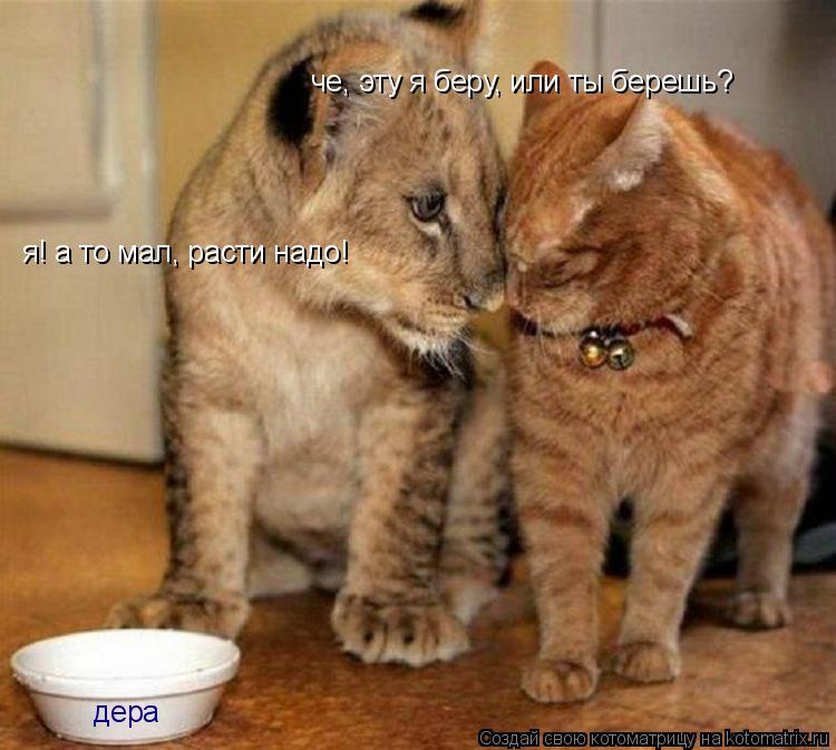 че, эту я беру, или ты берешь? дера я! а то мал, расти надо!... Котоматрица: че, эту я беру, или ты берешь? дера я! а то мал, расти надо!